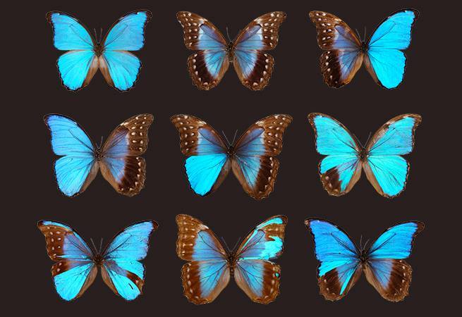 Morpho menelaus didius gynandromorph (collection) (Internet Image property of respective owner, non-commercial use only)